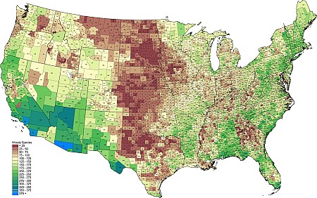 County_Woody.png County_Woody.png